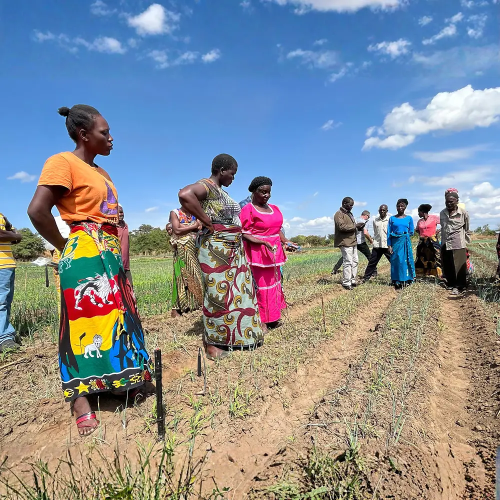 Farmers standing at the edge of an irrigated plot in Malawi