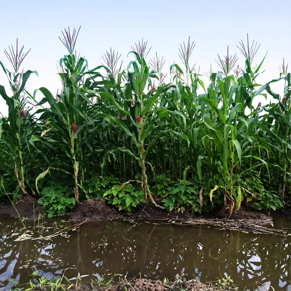 An irrigated furrow running between rows of maize in Malawi